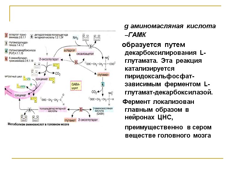 g аминомасляная кислота –ГАМК     образуется путем декарбоксилирования L-глутамата. Эта 